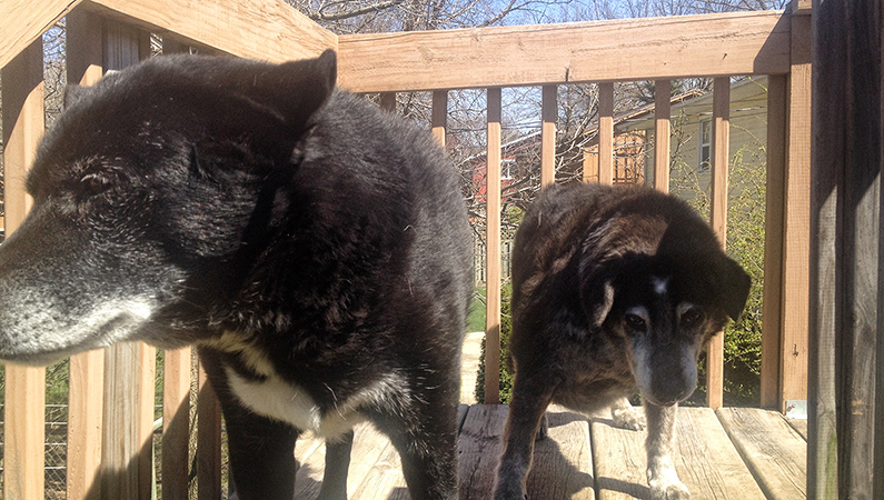 buddy-lakota buddy-lakota